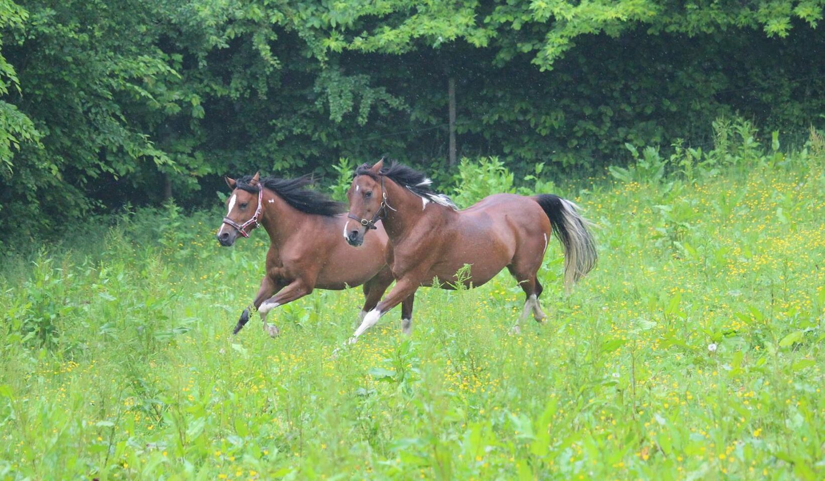 chevaux au galop dans un prés de printemps avec de l'herbe à risque de fourbure