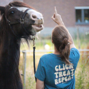click treat repeat - bleu